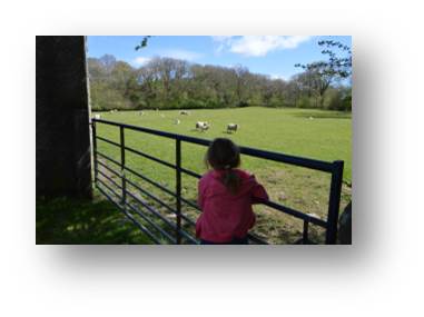 Emily checking out the sheep and lambs in the field behind the Temperance Hall.