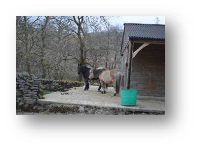 The very gentle horses at Dacres Farm Camping Barn