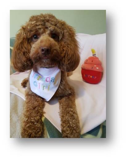 Ember having perfected her profile photo poses.  There may or may not be cheese in the photographers hand at this very moment!