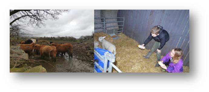 Rachel's favourites the Highland Cattle and Adam and Emily try to coax some shy lambs towards a feed